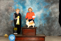 Chihuahua Long Coat #21 Thur G3 Judge Judy Brown