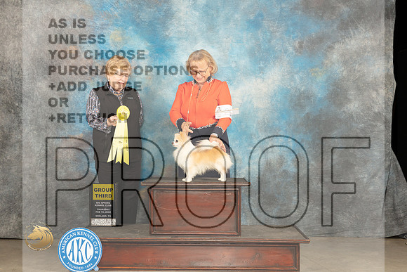 Chihuahua Long Coat #21 Thur G3 Judge Judy Brown_JP_0277_MIDLAND2024_HR3