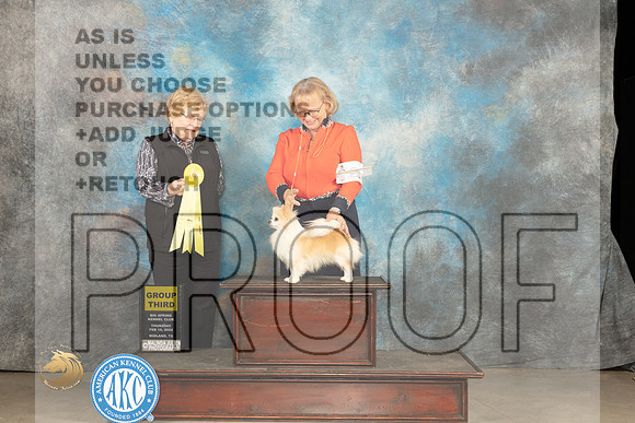 Chihuahua Long Coat #21 Thur G3 Judge Judy Brown_JP_0280_MIDLAND2024_HR3