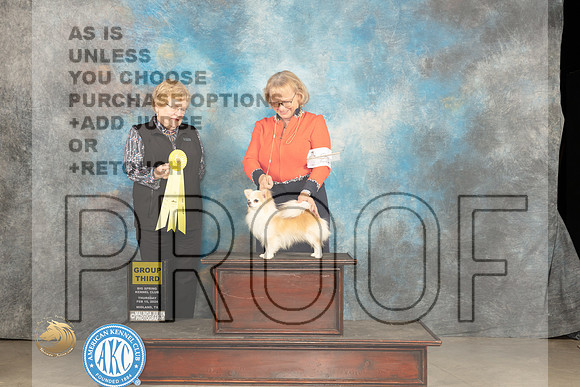 Chihuahua Long Coat #21 Thur G3 Judge Judy Brown_JP_0281_MIDLAND2024_HR3