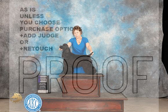 Cocker Spaniel Black #8 Thur WB Judge Gloria Kerr_JP_0248_MIDLAND2024_HR3