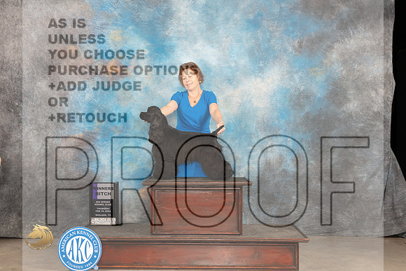 Cocker Spaniel Black #8 Thur WB Judge Gloria Kerr_JP_0250_MIDLAND2024_HR3