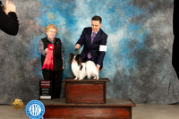 Papillon #9 Thur G2 Judge Judy Brown