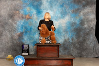 Poodle Miniature #12 Thur WB Judge Tim Robbins