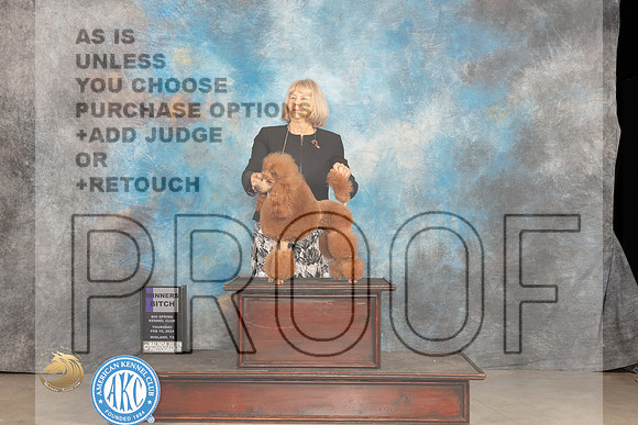 Poodle Miniature #12 Thur WB Judge Tim Robbins_JP_0254_MIDLAND2024_HR3