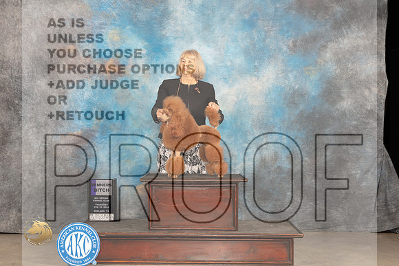 Poodle Miniature #12 Thur WB Judge Tim Robbins_JP_0255_MIDLAND2024_HR3