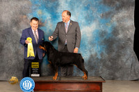 Rottweiler #16 Thur G3 Judge Del Richards