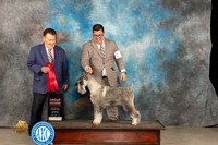 Standard Schnauzer #5 Thur G2 Judge Del Richards