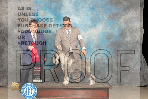 Standard Schnauzer #5 Thur G2 Judge Del Richards_JP_0289_MIDLAND2024_HR3