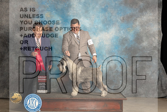 Standard Schnauzer #5 Thur G2 Judge Del Richards_JP_0290_MIDLAND2024_HR3