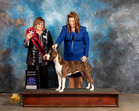American Pit Bull Terrier #100 Thurs G2 Judge Debbie Mitchell