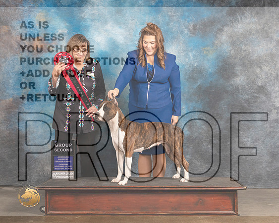American Pit Bull Terrier #100 Thurs G2 Judge Debbie Mitchell_MMJ_4626_BeltonTxClassic2021-HR3