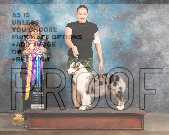 Australian Shepherd #20 Thurs Judge Debbie Mitchell_MMJ_4620_BeltonTxClassic2021-HR3