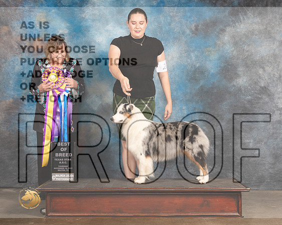 Australian Shepherd #20 Thurs Judge Debbie Mitchell_MMJ_4620e_BeltonTxClassic2021-HR3