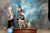 Australian Cattle Dog #5 Thur OHG1 JUdge Gloria Kerr
