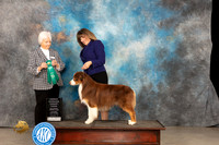 Australian Shepherd #17 Thur WDOHBOBOHG3 Judge Gloria Kerr