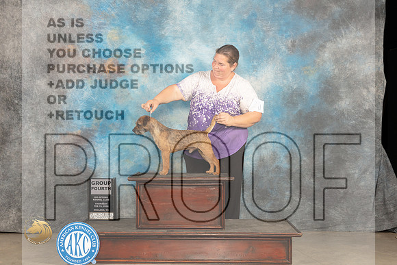 Border Terrier #9 Thur G4 Judge Gloria Kerr_JP_0334_MIDLAND2024_HR3