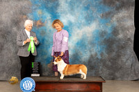 Cardigan Welsh Corgi #8 Thur OHG2 Judge Gloria Kerr