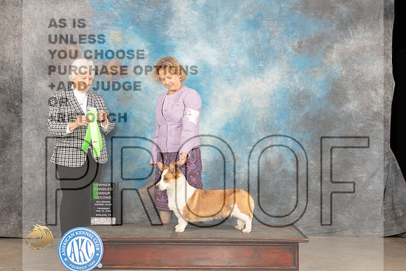 Cardigan Welsh Corgi #8 Thur OHG2 Judge Gloria Kerr_JP_0394_MIDLAND2024_HR3