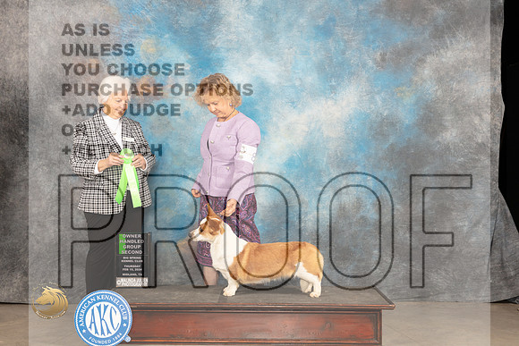 Cardigan Welsh Corgi #8 Thur OHG2 Judge Gloria Kerr_JP_0397_MIDLAND2024_HR3