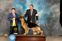 German Shepherd Dog #7 Thur G3 Judge Del Richards
