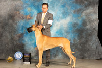 Great Dane #11 Thur BOB Judge Donnelle Richards