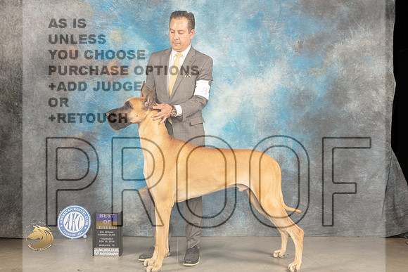 Great Dane #11 Thur BOB Judge Donnelle Richards_JP_0411_MIDLAND2024_HR3