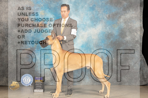 Great Dane #11 Thur BOB Judge Donnelle Richards_JP_0414_MIDLAND2024_HR3