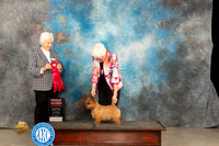 Noriwch Terrier #6 Thur G2 Judge Gloria Kerr