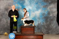 Pembroke Welsh Corgi #12 Thur PG3 Judge Rick