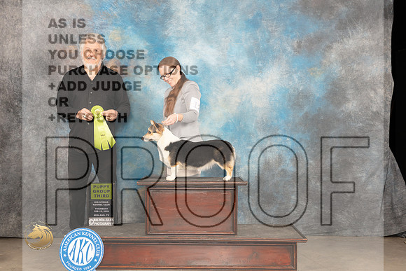 Pembroke Welsh Corgi #12 Thur PG3 Judge Rick_JP_0449_MIDLAND2024_HR3