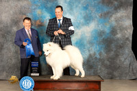 Samoyed #7 Thur G1 Judge Del Richards