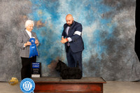 Scottish Terrier #6 Thur G1 Judge Gloria Kerr