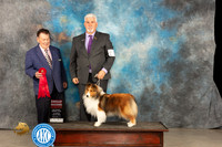 Shetland Sheepdog #22 Thur G2 Judge Del Richards
