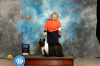 Tibetan Terrier #5 Thur G1 Judge Tim Robbins