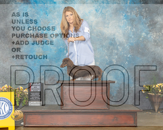Dachshund Longhaired #8 Sat BOSWB Judge Deirdre Petrie-MMJ_1519-NWARK2022-HR3