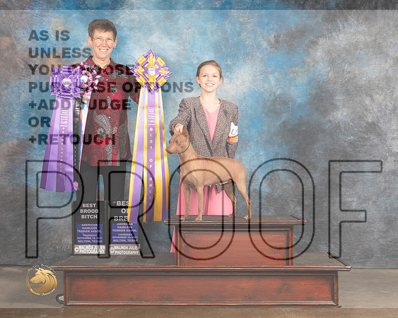 American Hairless Terrier #100 Thurs BOB Judge Rosemarie OHara_MMJ_4632_BeltonTxClassic2021-HR3