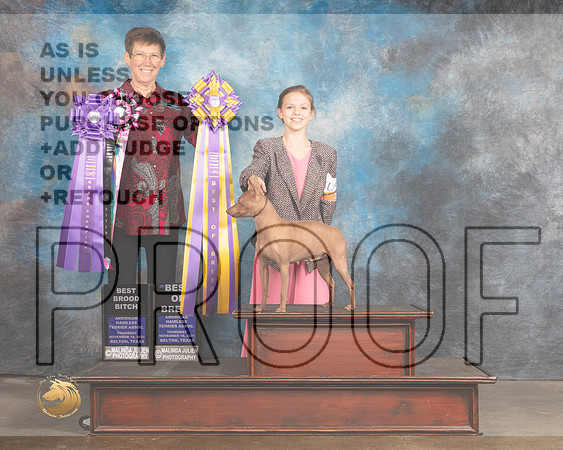 American Hairless Terrier #100 Thurs BOB Judge Rosemarie OHara_MMJ_4633_BeltonTxClassic2021-HR3