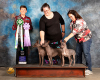 American Hairless Terrier #104 Thurs Stud  Judge Rosemarie OHara