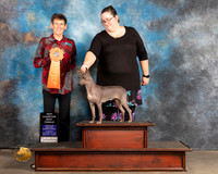 American Hairless Terrier #108 Thurs BF  Judge Rosemarie OHara