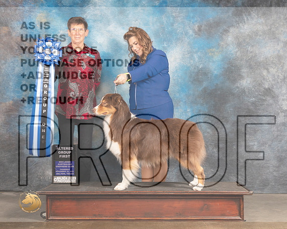 Australian Shepherd #301 Thurs AG1  Judge Rosemarie OHara_MMJ_4652_BeltonTxClassic2021-HR3