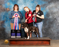 American Pit Bull Terrier #218 Thurs BISTD Judge Sarah Schroeder