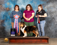 Shetland Sheepdog #300 Thurs ABISTD Judge Sarah Schroeder