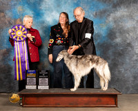 Silken Windhound #10 Thurs BOB Judge Lew Olsen