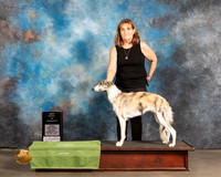 Silken Windhound #28 Thurs PBIS Judge Lew Olsen