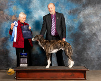 Silken Windhound #33 Thurs BOW Judge Lew Olsen