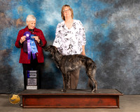 Silken Windhound #38 Thurs 12-18B1 Judge Lew Olsen