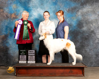Silken Windhound #71 Thurs AOM BJr Judge Lew Olsen