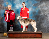Silken Windhound #73 Thurs BOS Judge Lew Olsen