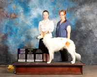 Silken Windhound #78 Thurs BOBOHBJ Judge Robert Stein